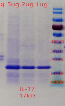 IL-17  3.png