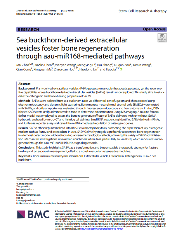 Sea buckthorn-derived extracellularvesicles foster bone regeneration  through aau-miR168-mediated pa