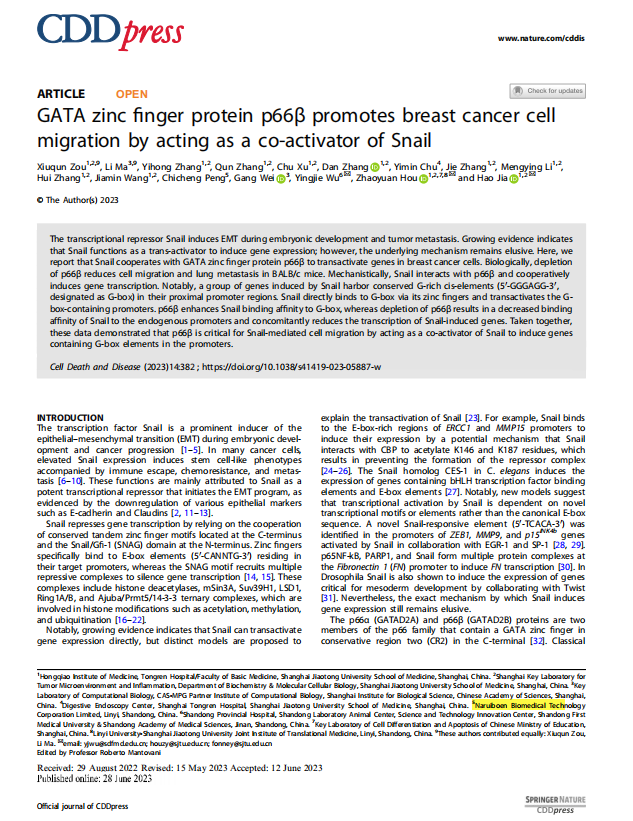 GATA zinc ﬁnger protein p66β promotes breast cancer cell migration by acting as a co-activator of Sn